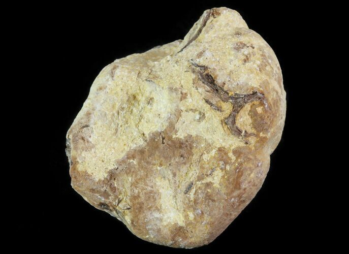 Cretaceous Fish Coprolite (Fossil Poop) - Kansas #64187